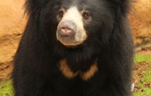 Bear Awareness Week 2024