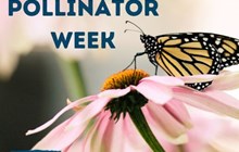 National Pollinator Week 2024