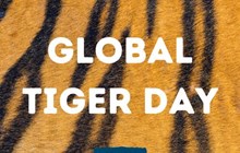 Global Tiger Day 2024