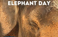 World Elephant Day 2024