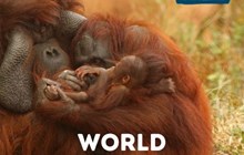 World Orangutan Day 2024