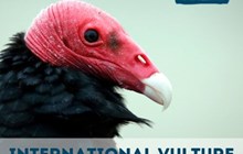 International Vulture Awareness Day 2024