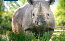 World Rhino Day 2024