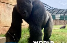 World Gorilla Day 2024