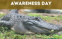 National Reptile Awareness Day 2024