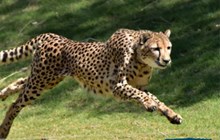 International Cheetah Day 2024