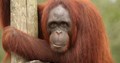 Orangutan 