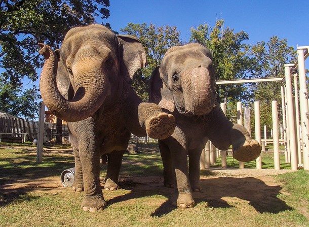 elephants at the Little Rock Zoo