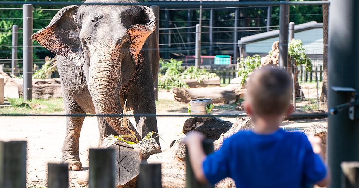 Asian Elephant