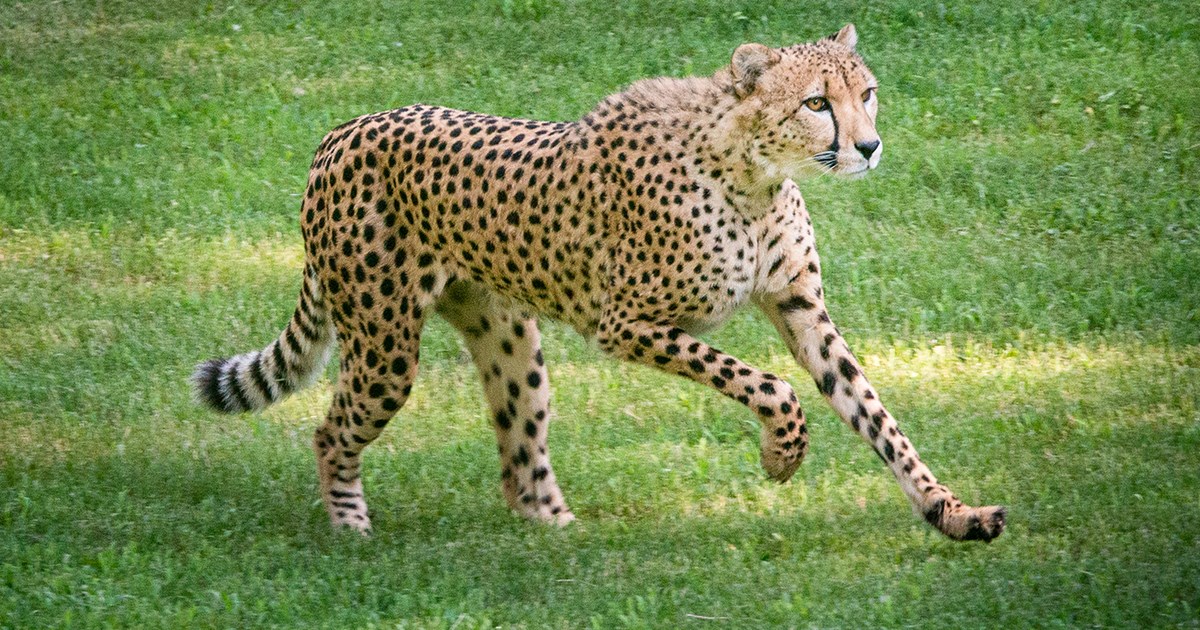 Cheetah