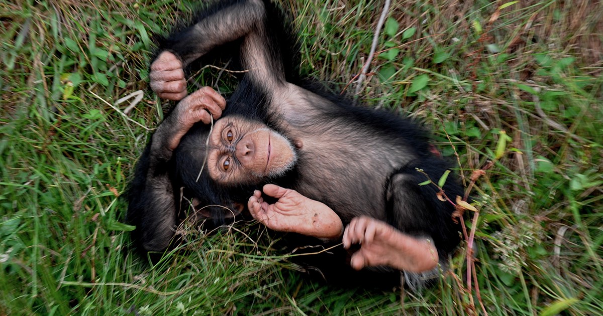 Kendi the Chimpanzee