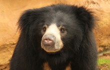 World Sloth Bear Day