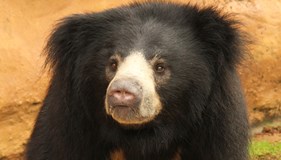 Bear Awareness Week 2024