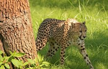 International Cheetah Day 2024