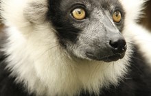 World Lemur Day 2024