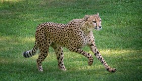 International Cheetah Day 2023