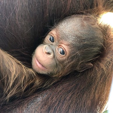 Kasih, baby orangutan born in 2019 to parents Berani and Bandar