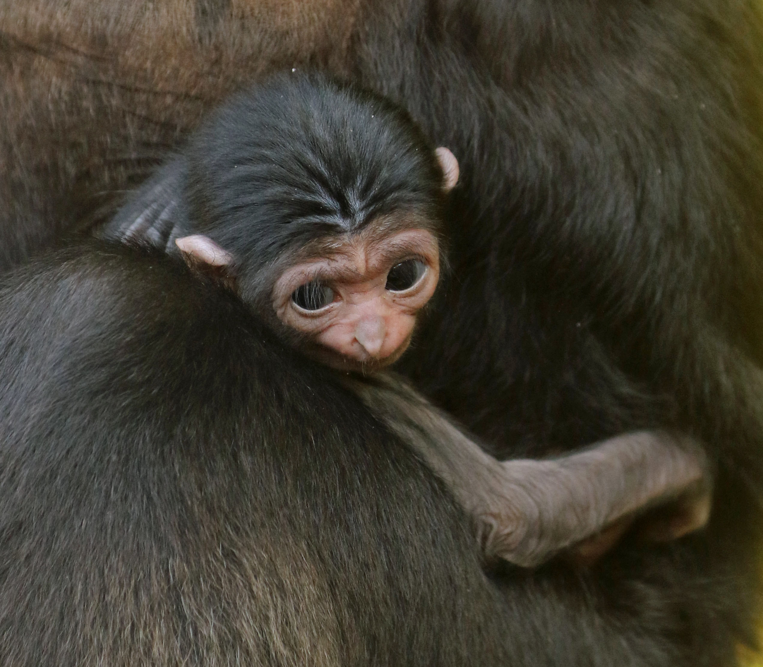 Zoo Announces Birth Of Endangered Gibbon Little Rock Zoo