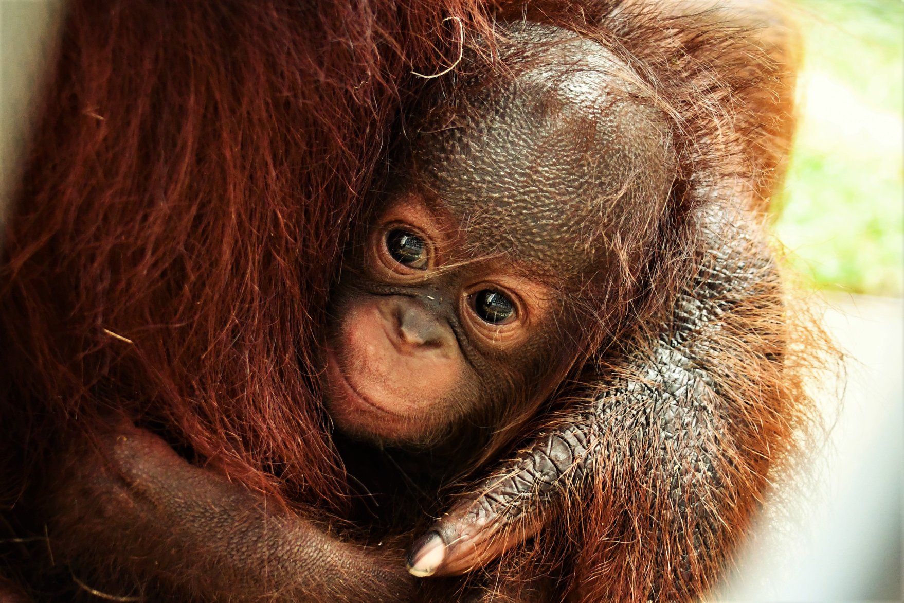 Little Rock Zoo announces two new baby monkeys