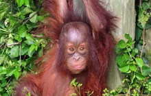 World Orangutan Day 2023