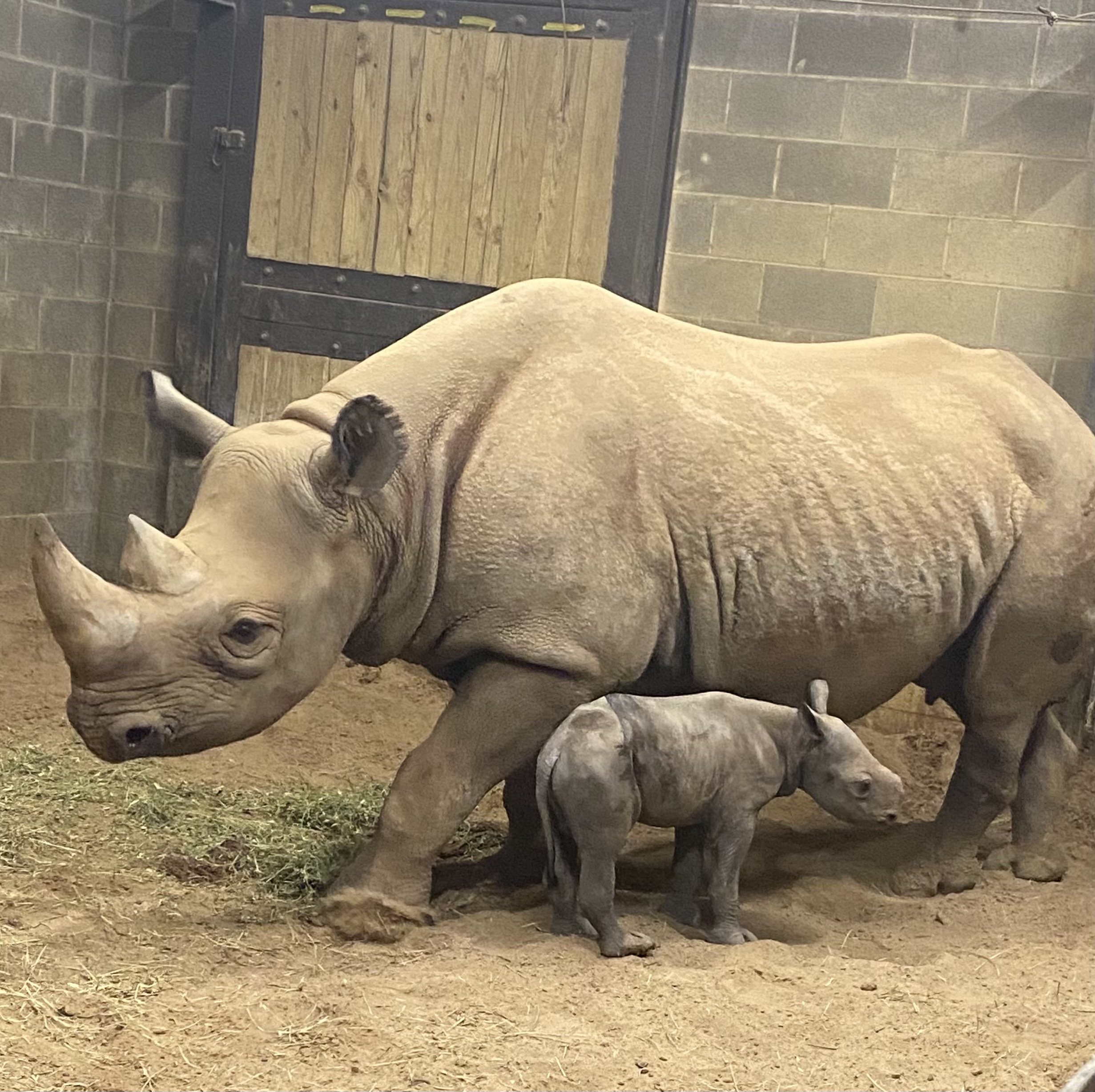 Baby Rhino Born at Little Rock Zoo | Little Rock Zoo