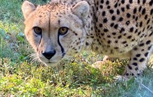International Cheetah Day 2022