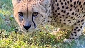 International Cheetah Day 2022