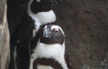 2023 World Penguin Day Celebration