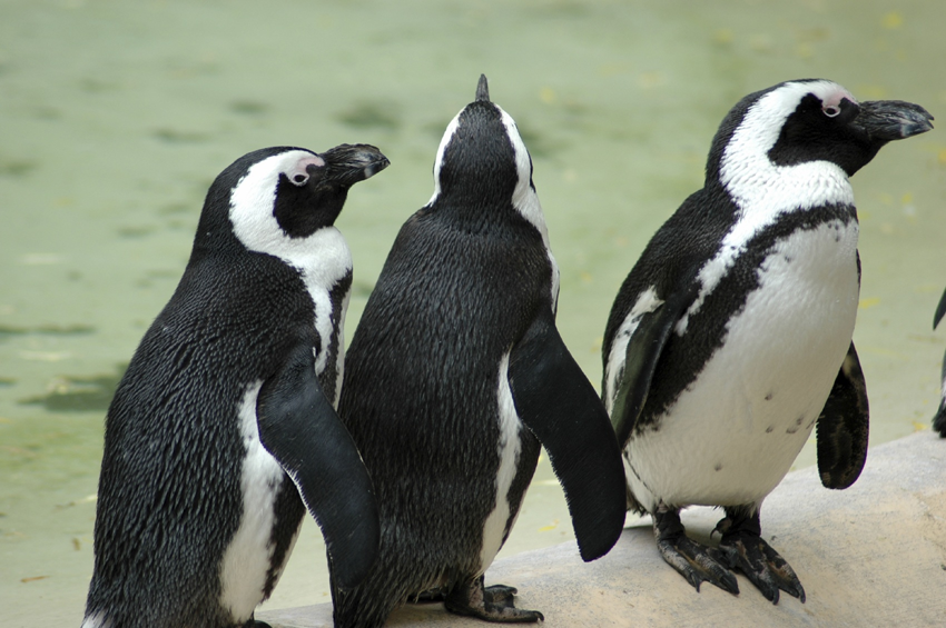 World Penguin Day 2024 Little Rock Zoo   South African Penguins.bmp