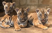 Tiger Cubs Turn One!