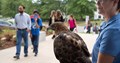 Red Tailed Hawk, Zoo Ambassador