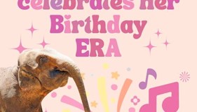 Zina the Elephant's Birthday Par-TAY