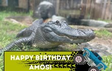 Happy Birthday, Amos! 2024