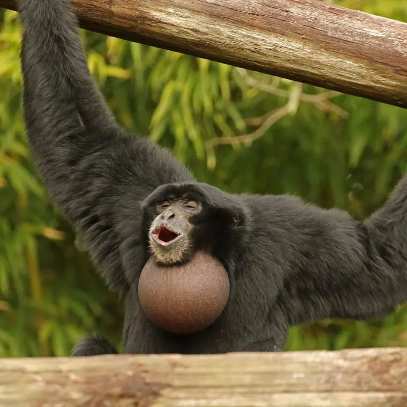 siamang