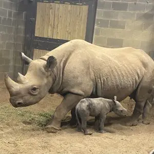 Baby Rhino and Mom