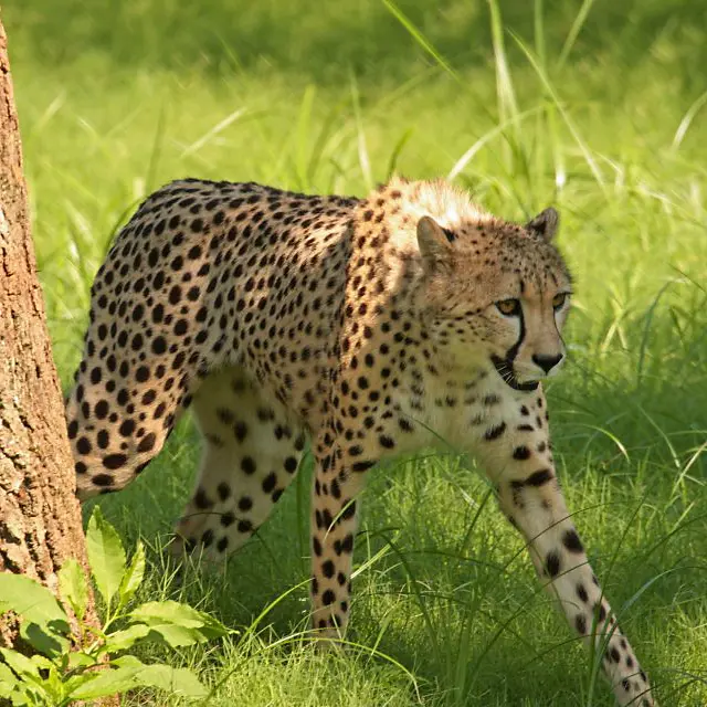 Cheetah