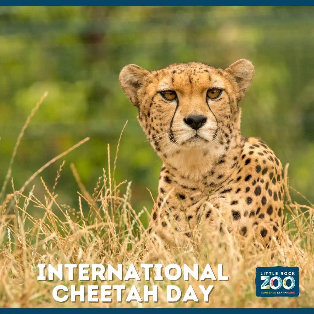 cheetah day 2025