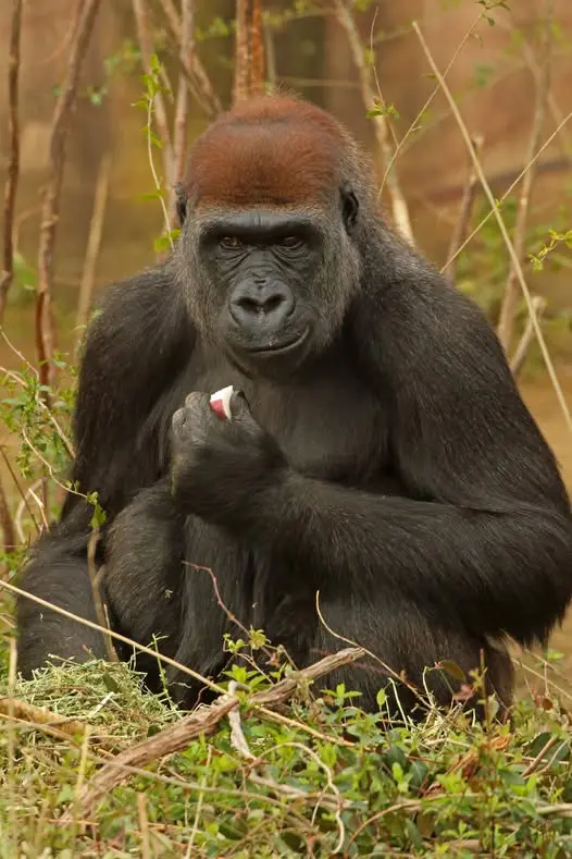 Gorilla