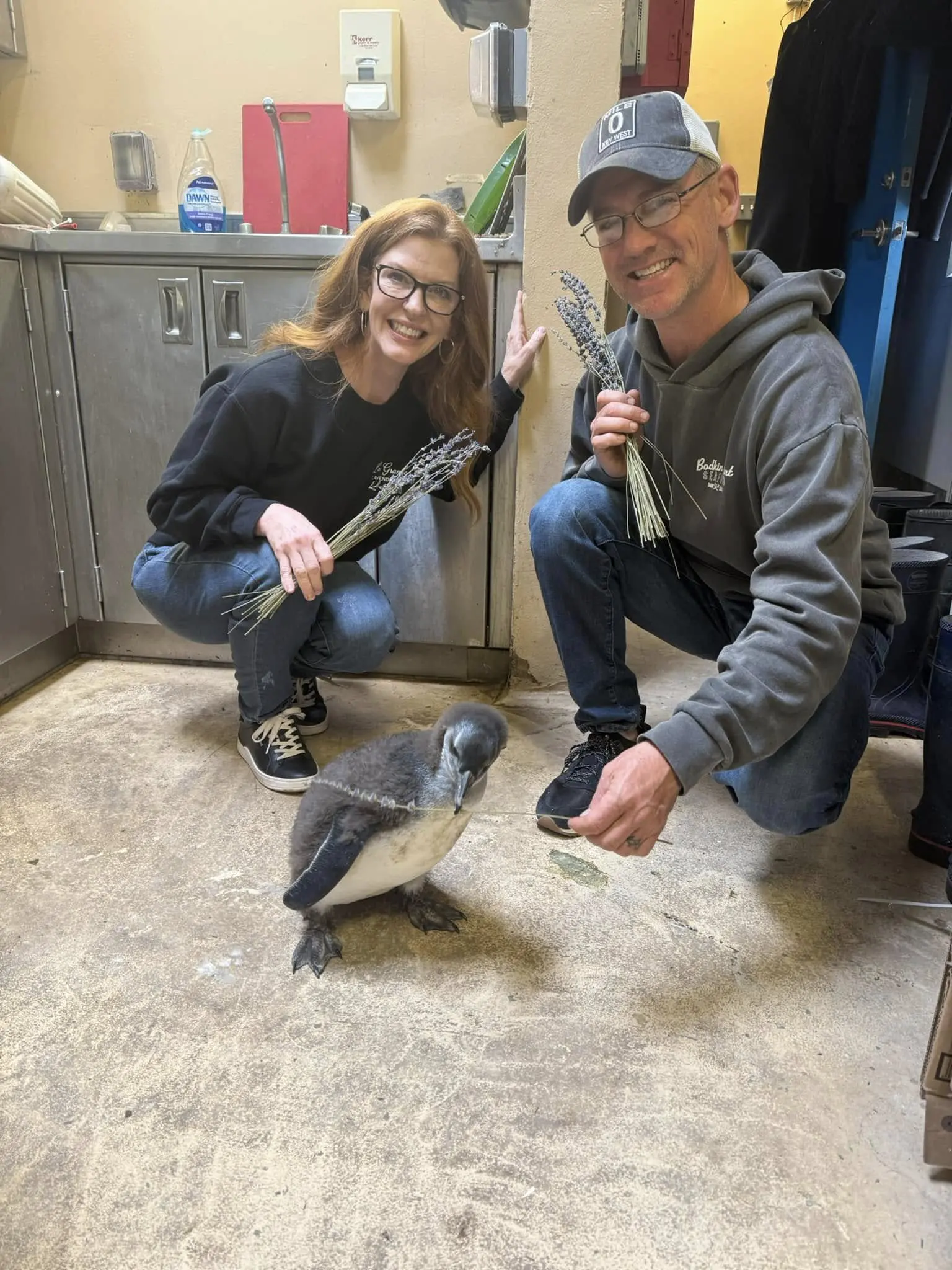 Penguin Behind the Scenes