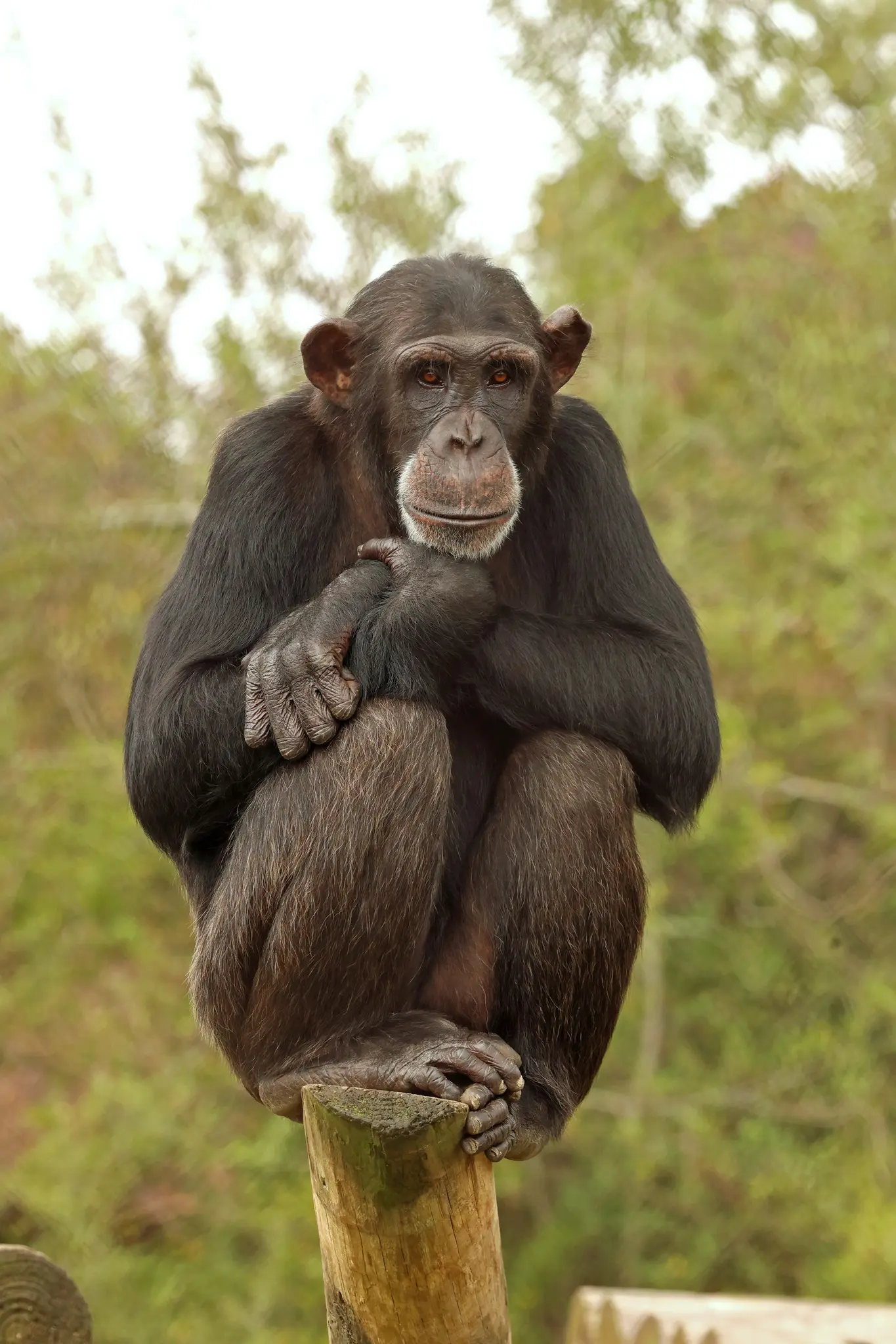 Chimpanzee great apes