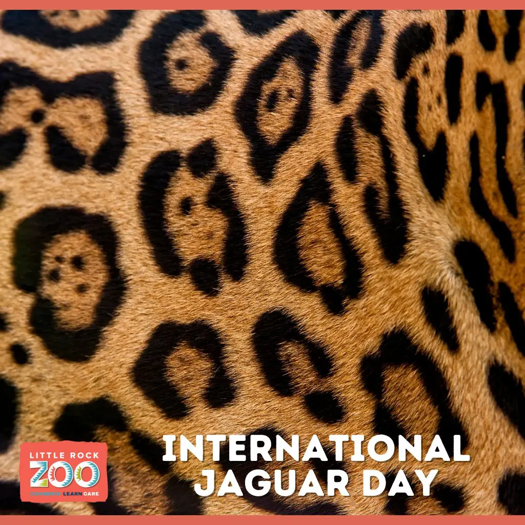 jaguar day 2025