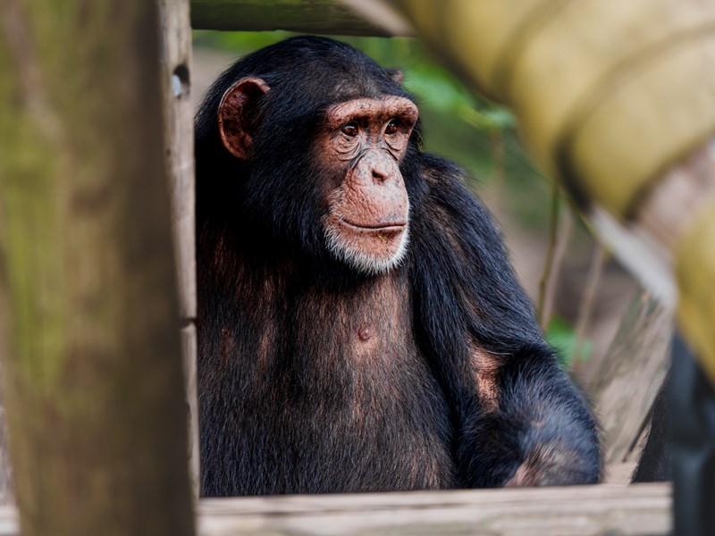Image of chimpanzee