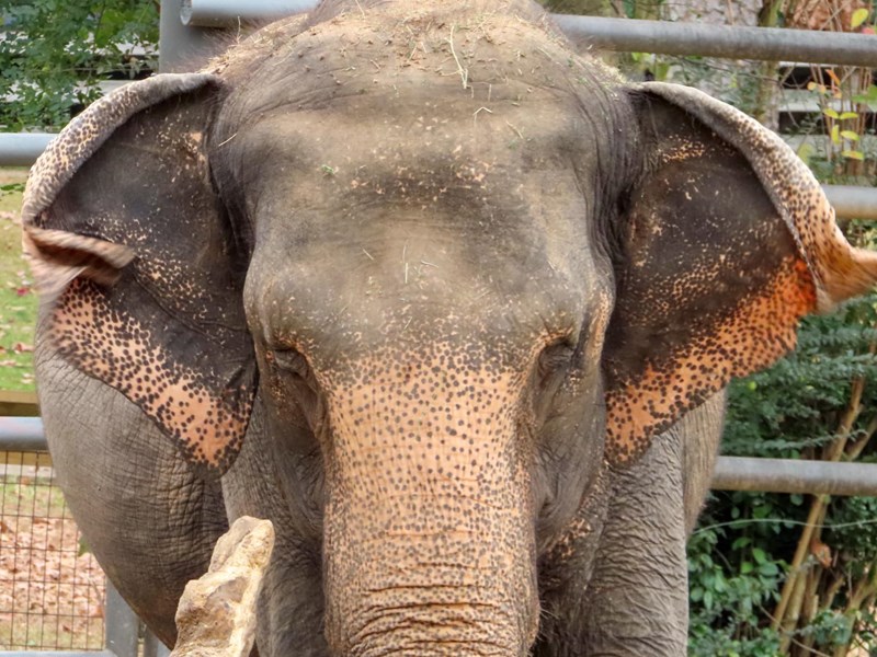 Meet Our Elephants