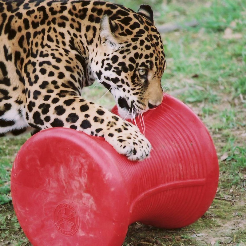 Animal Enrichment