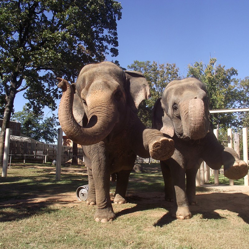 Meet Our Elephants