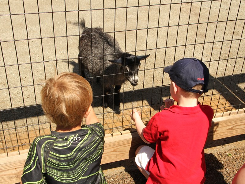 Animal Habitats