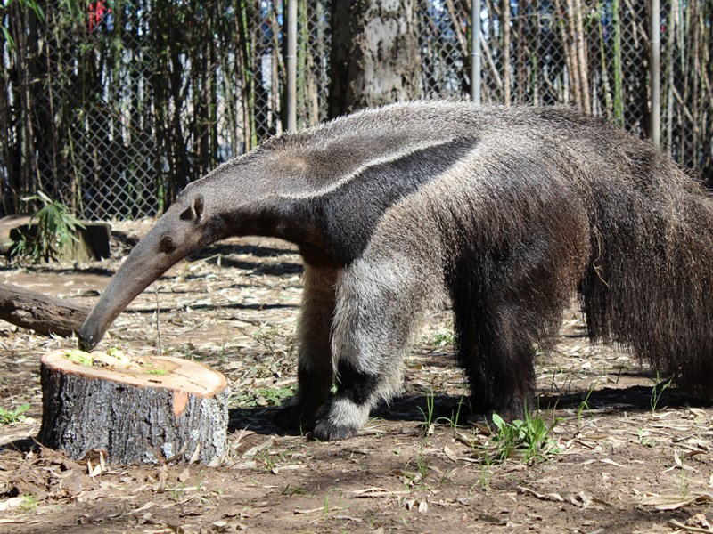 Animal Habitats