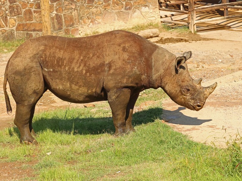 Animal Habitats