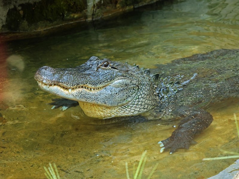 Animal Habitats
