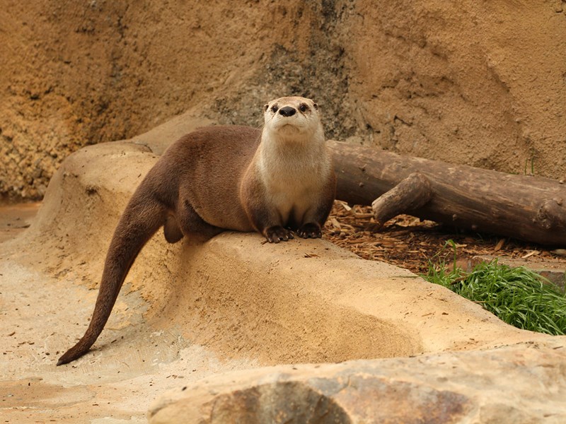 Animal Habitats